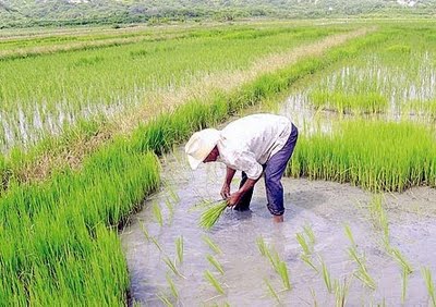 cultivo de arroz